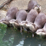 Five otters in a row at the water's edge, with one otter standing behind the line