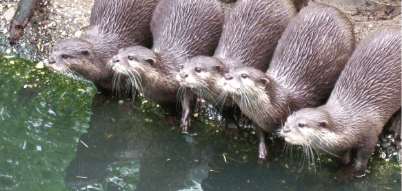 Five otters in a row at the water's edge.